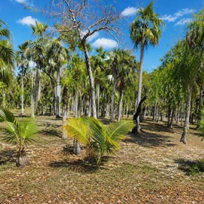 ELEUTHERA CIGATOO LOT B9