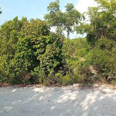 JAMAICA DRIVE